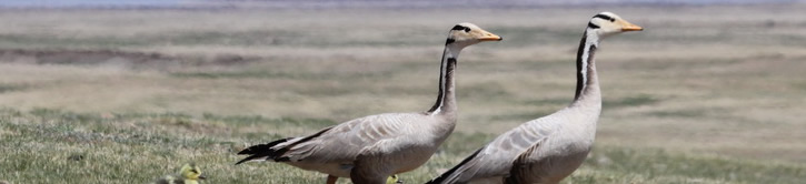 Bar-heaed geese breeding in Mongolia